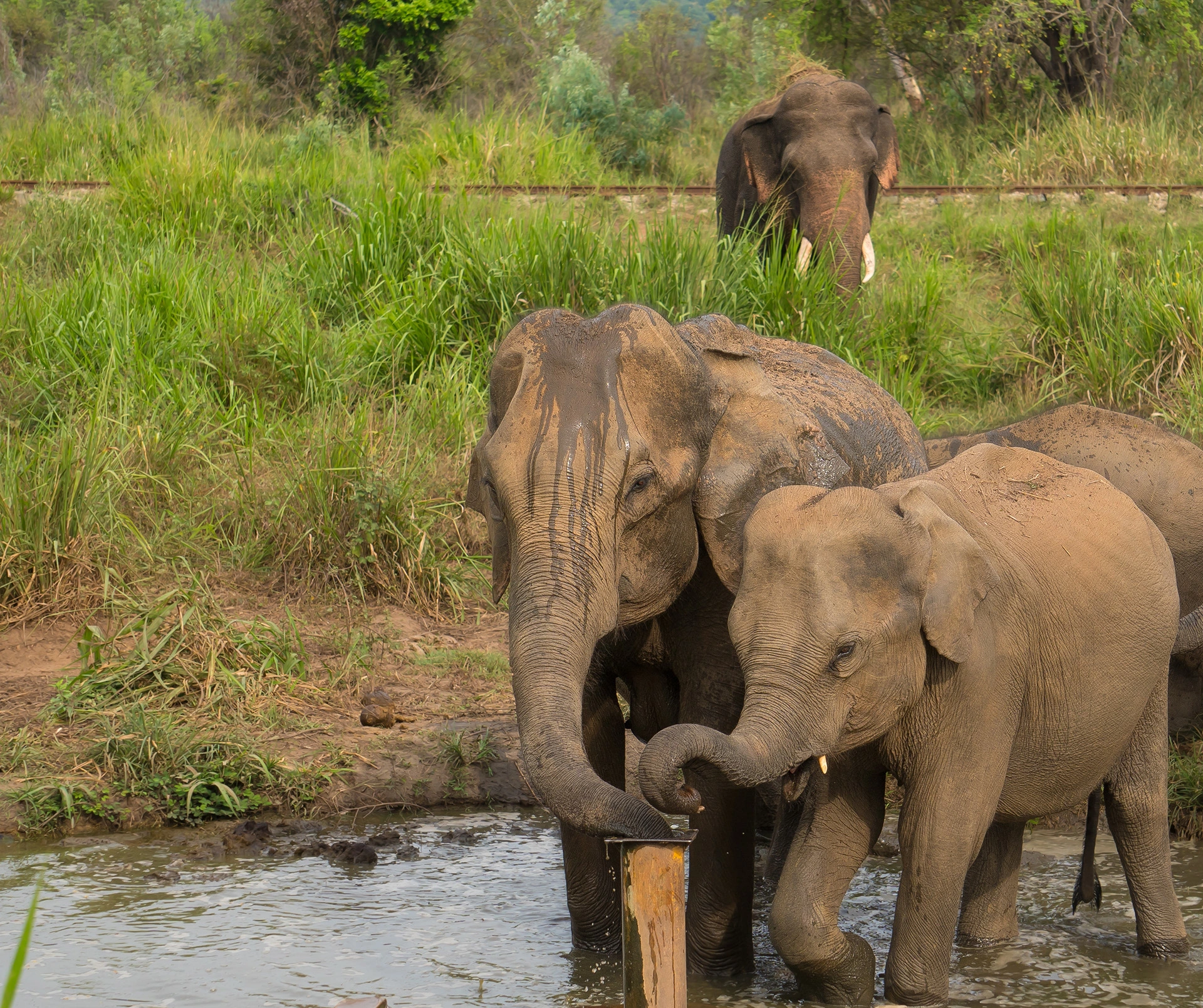 Habarana Hurulu ECO Park Best Elephant Jeep Safari photo 3